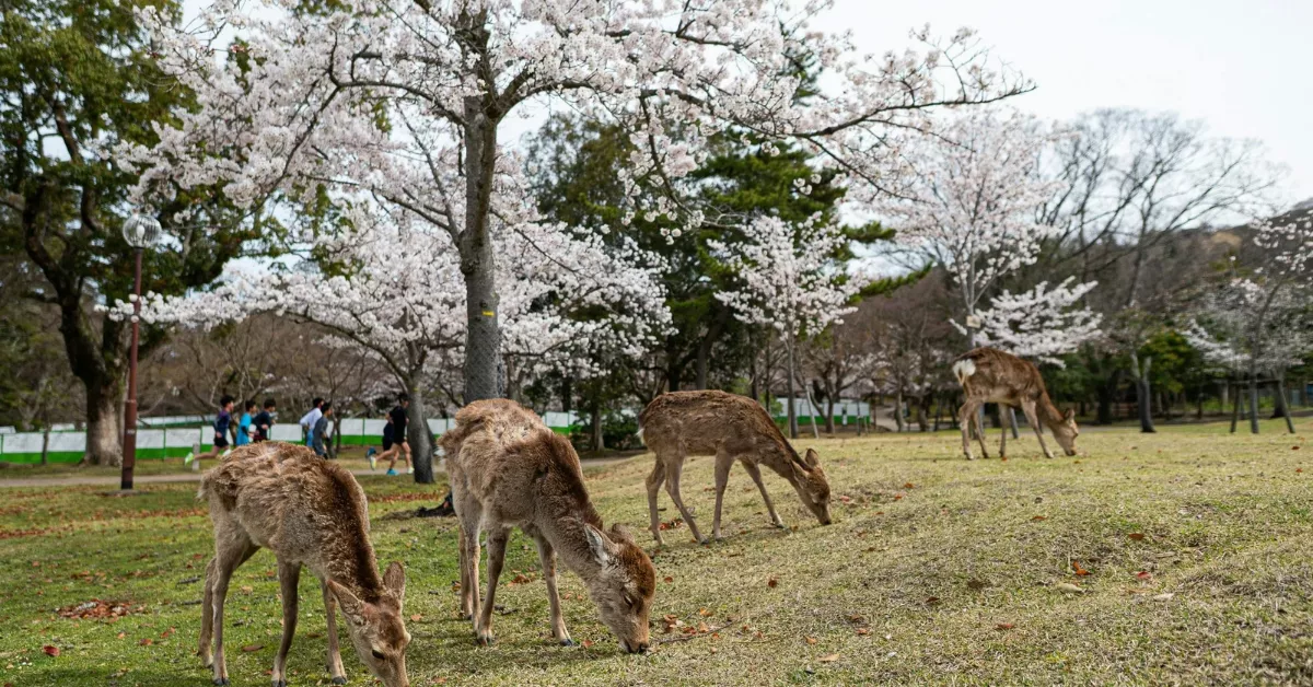 Cohunu Koala Park Tickets Price